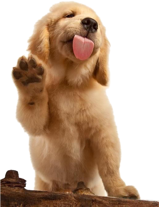 Adorable Labrador Puppy Waving PNG image
