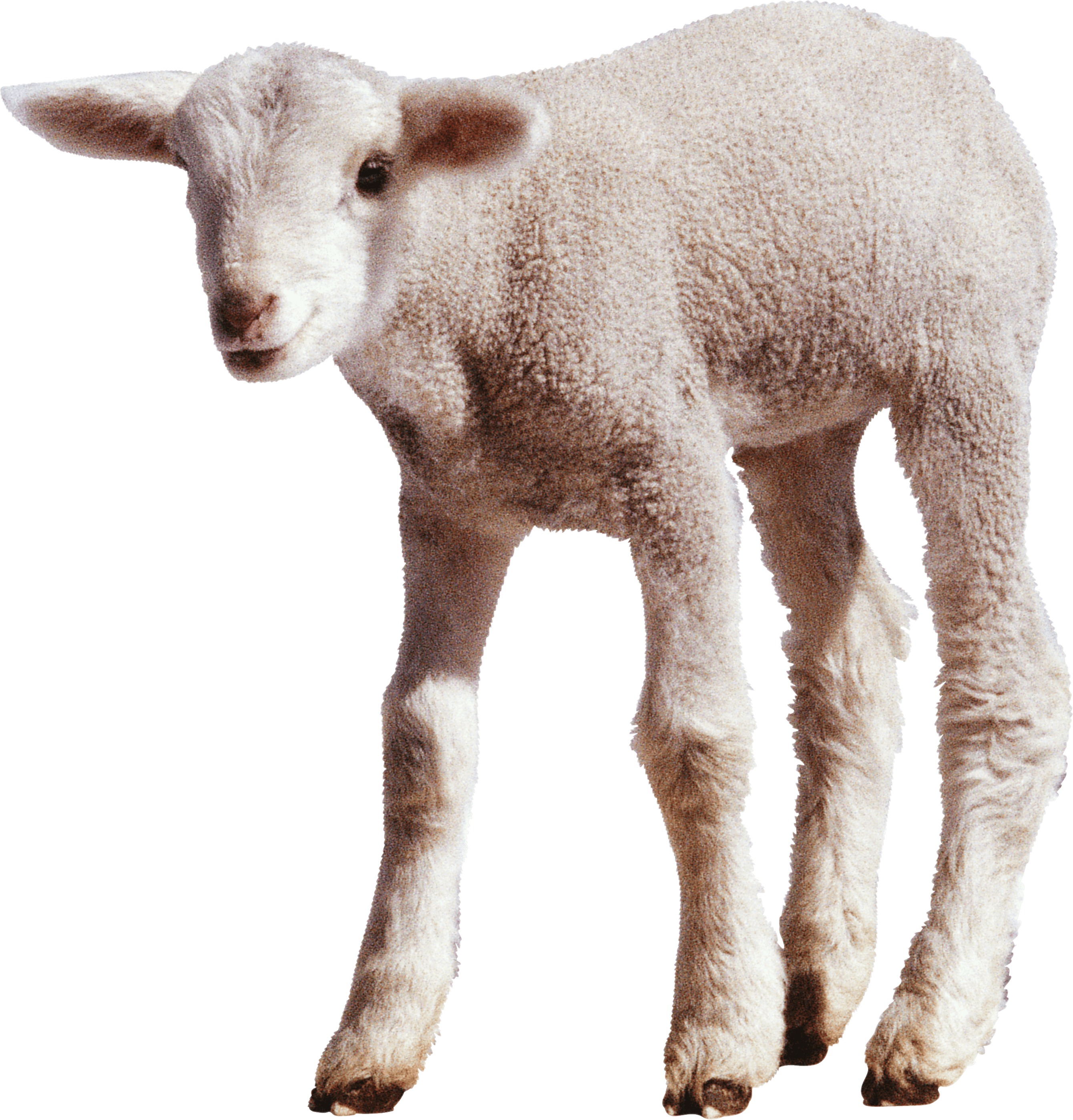 Adorable Lamb Standing PNG image