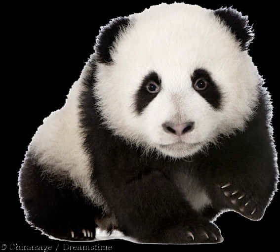 Adorable Panda Cub Portrait PNG image