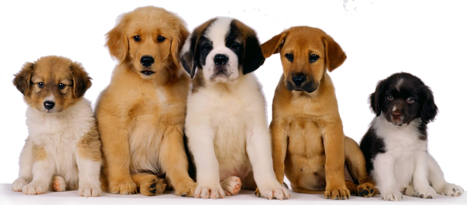 Adorable Puppy Quintet PNG image