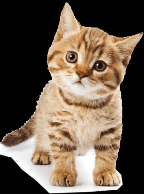 Adorable Striped Kitten PNG image