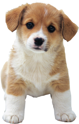 Adorable Tanand White Puppy PNG image