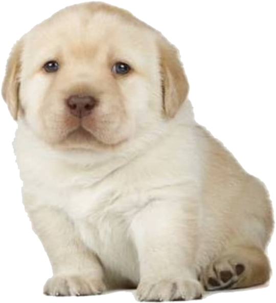 Adorable Yellow Labrador Puppy PNG image