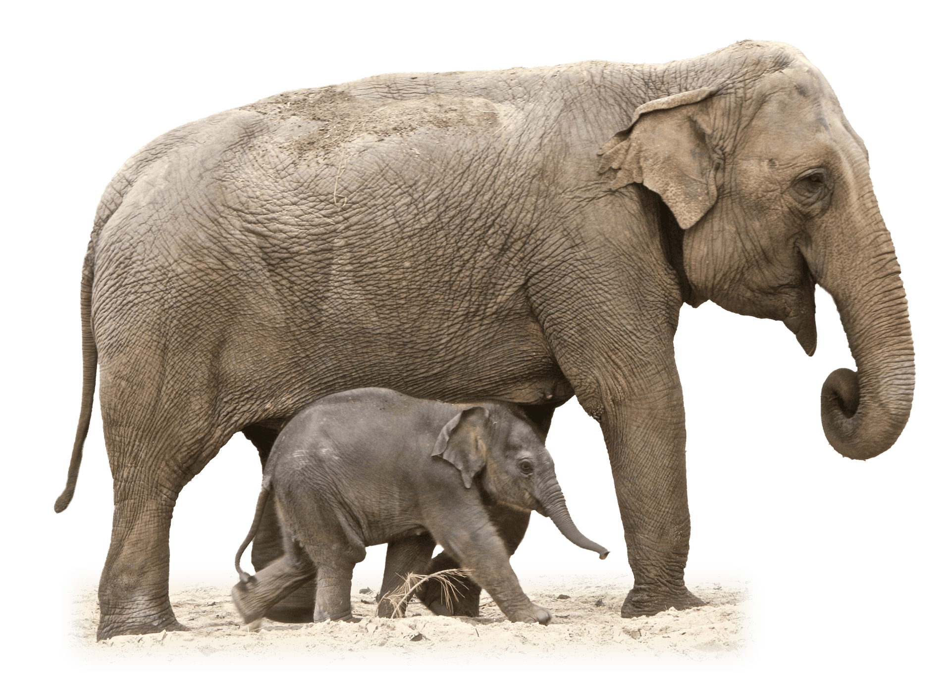 Adult_and_ Baby_ Elephant_ Together PNG image