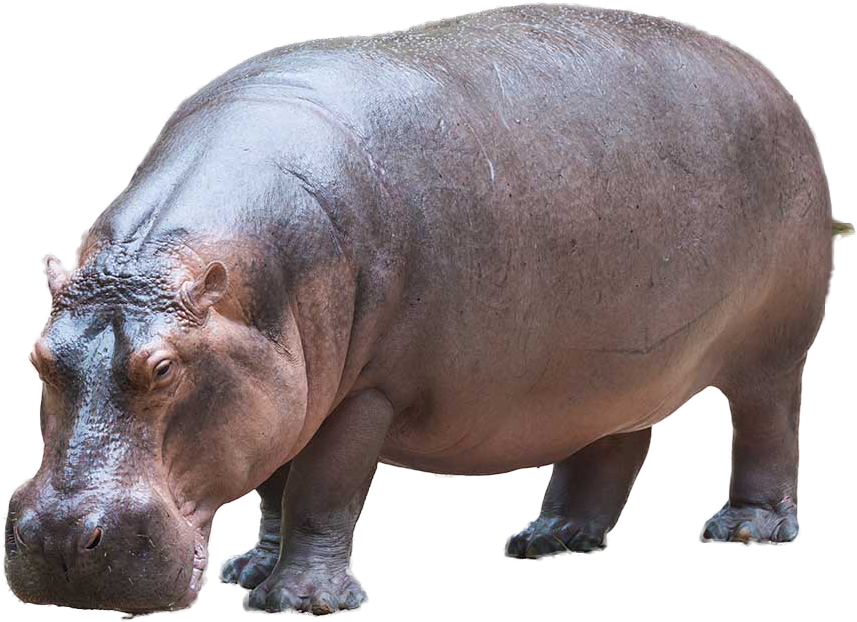 Adult Hippopotamus Standing Transparent Background PNG image