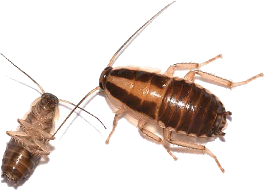 Adultand Nymph Cockroach PNG image