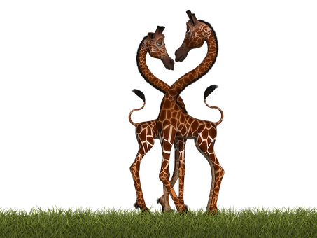 Affectionate Giraffes Nighttime Embrace PNG image