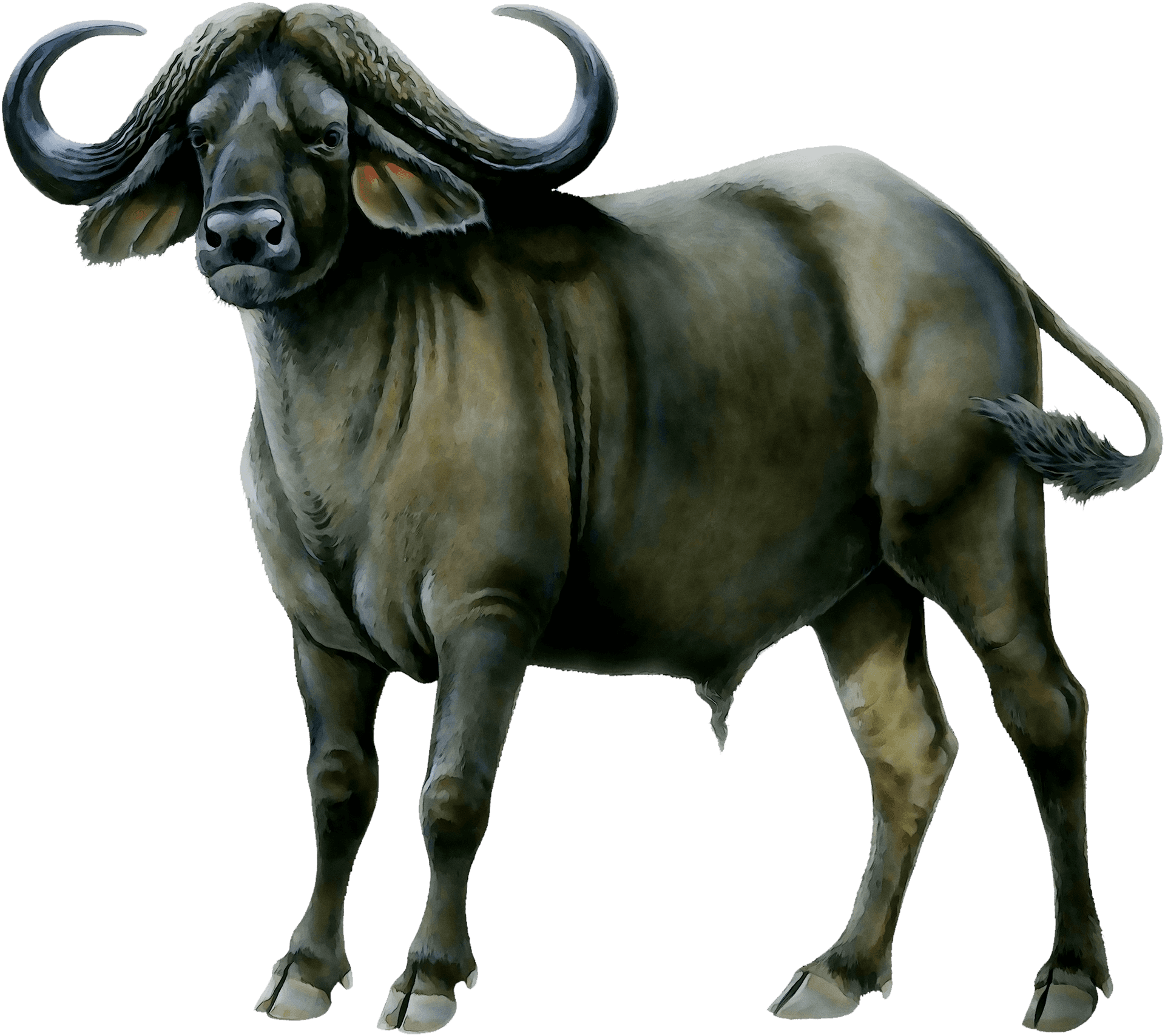 African Buffalo Illustration PNG image