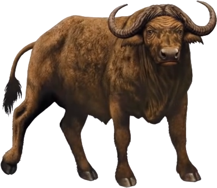 African Buffalo Standing Transparent Background PNG image