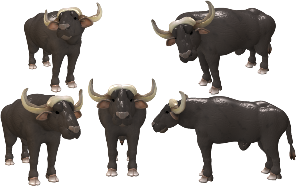 African Buffalo3 D Model Views PNG image
