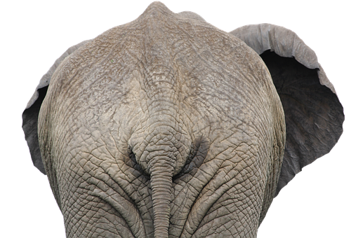 African Elephant Head Closeup PNG image