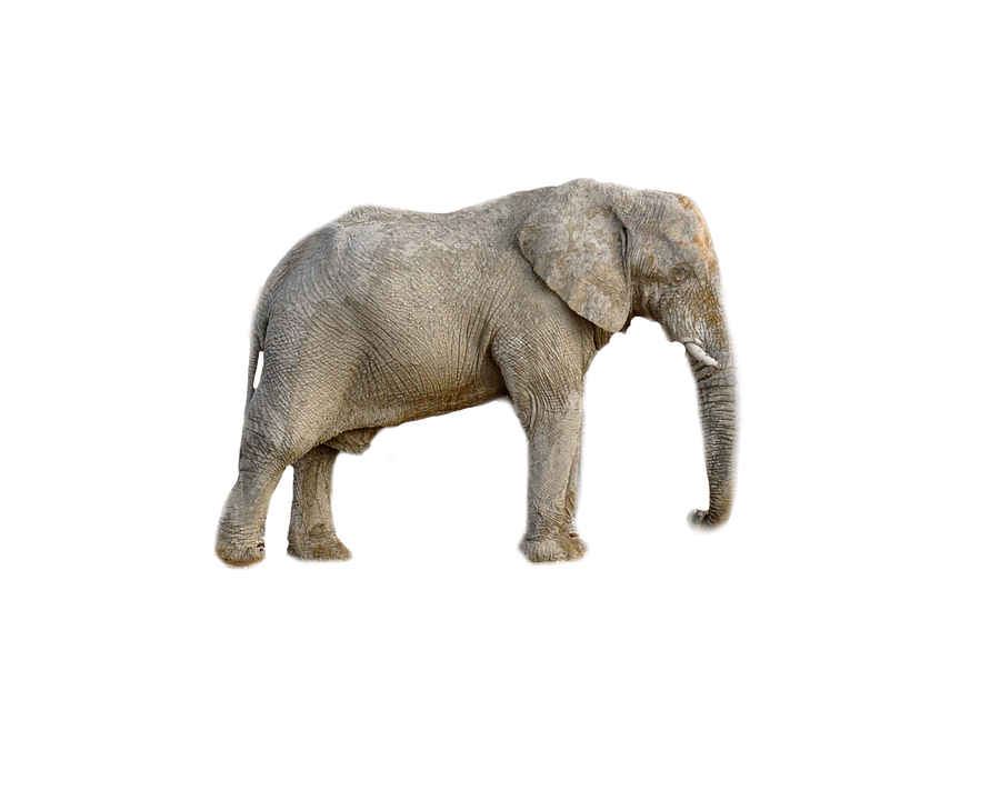 African Elephant Isolatedon Gray PNG image