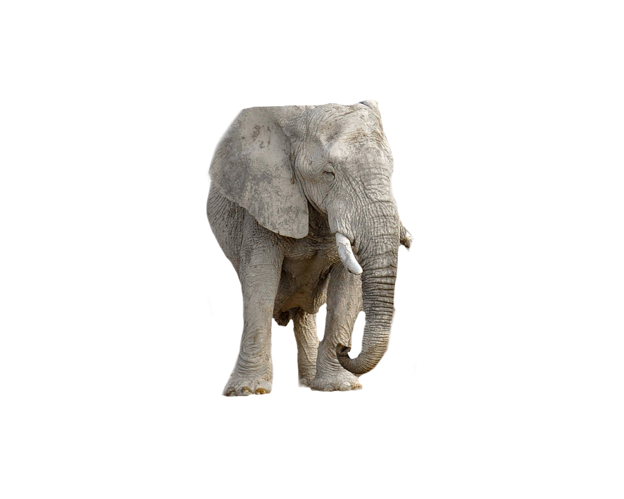 African Elephant Isolatedon Gray PNG image