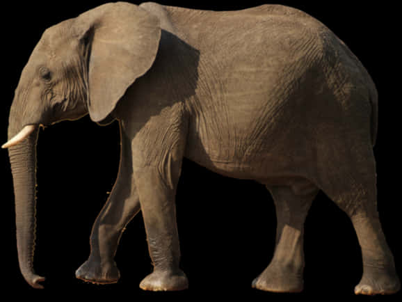 African Elephant Profile Walk PNG image