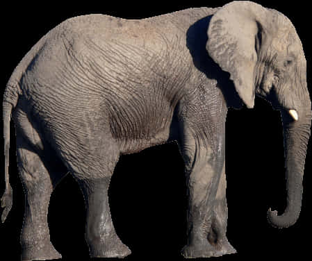 African Elephant Side View PNG image