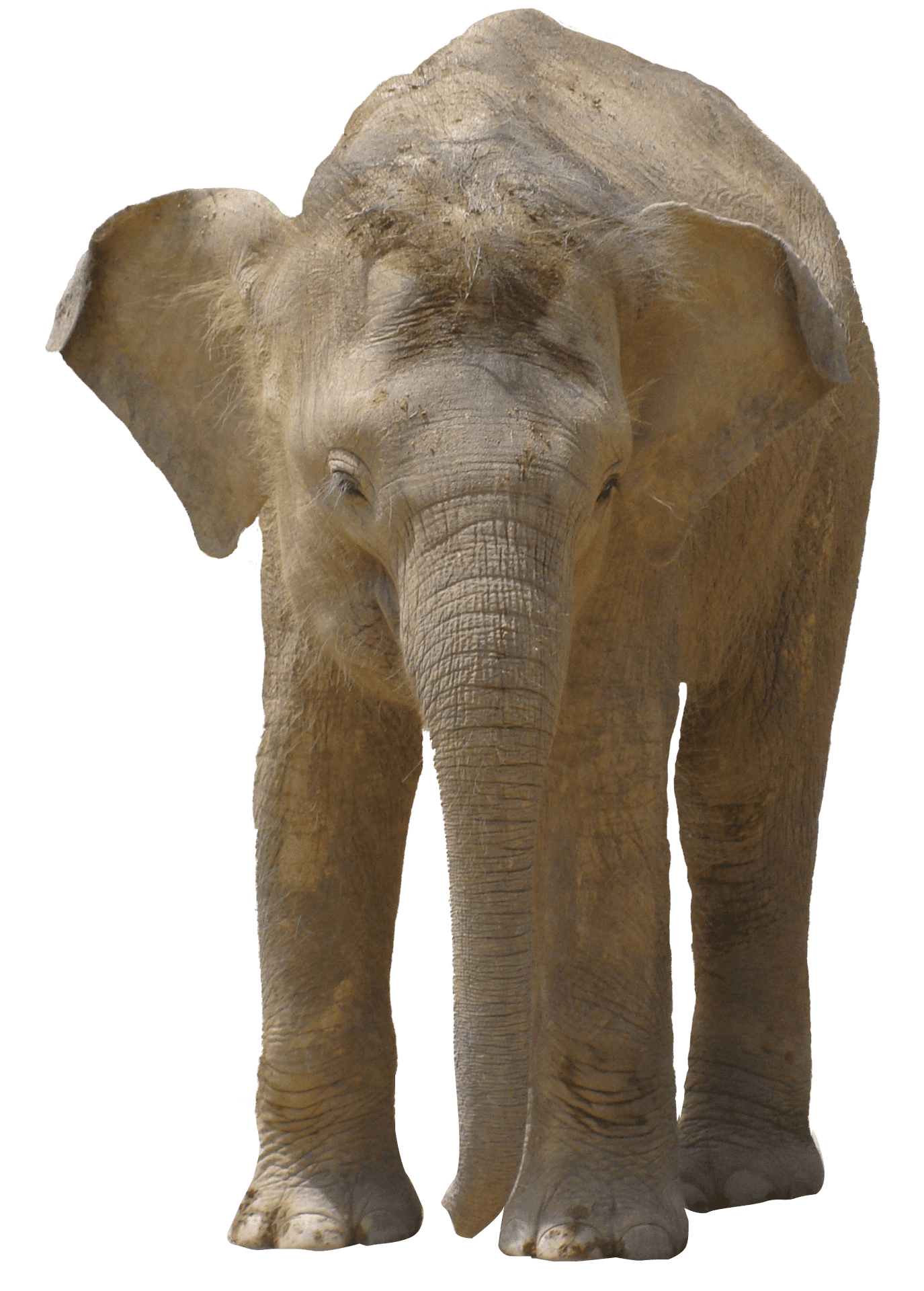 African Elephant Standing Isolated.png PNG image