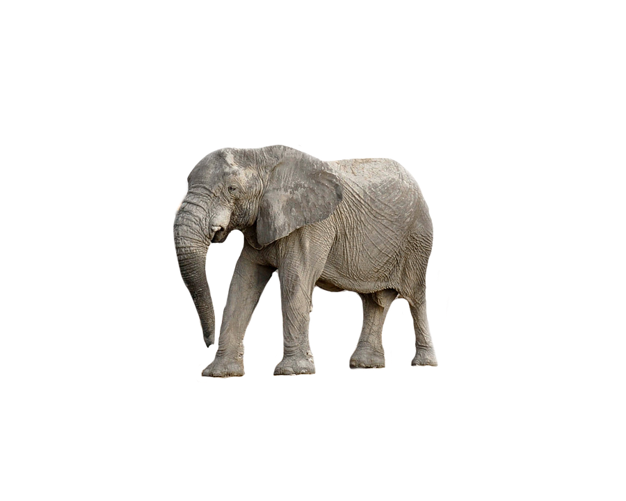 African Elephant Standing Side View PNG image