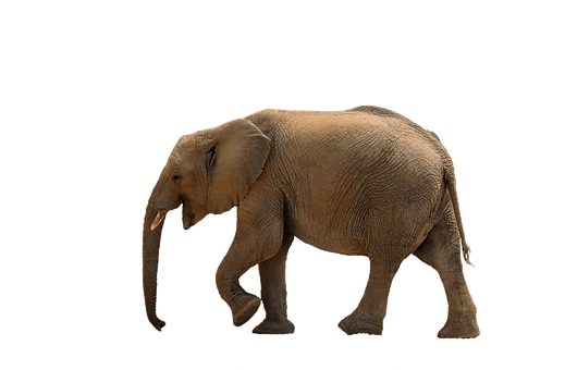African Elephant Walking Black Background PNG image