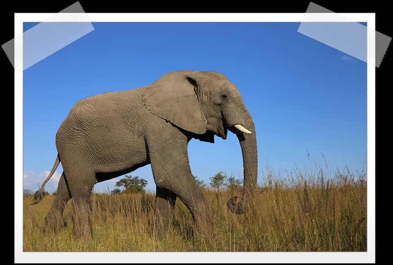 African Elephant Walkingin Savannah PNG image