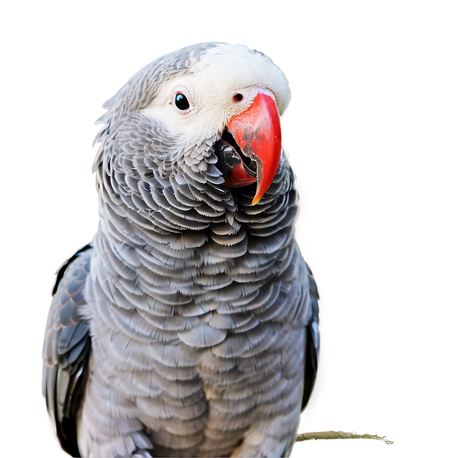 African Grey Parrot Png 4 PNG image