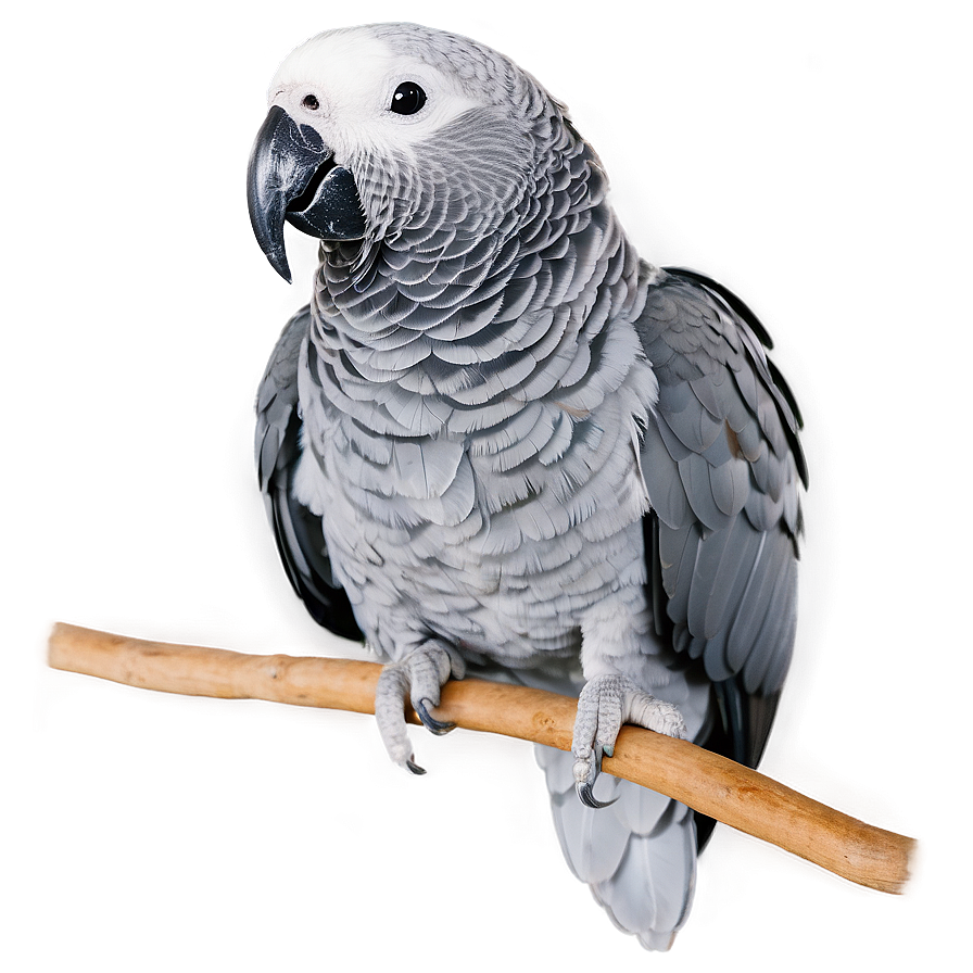 African Grey Parrot Png 77 PNG image