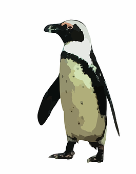 African Penguin Illustration PNG image