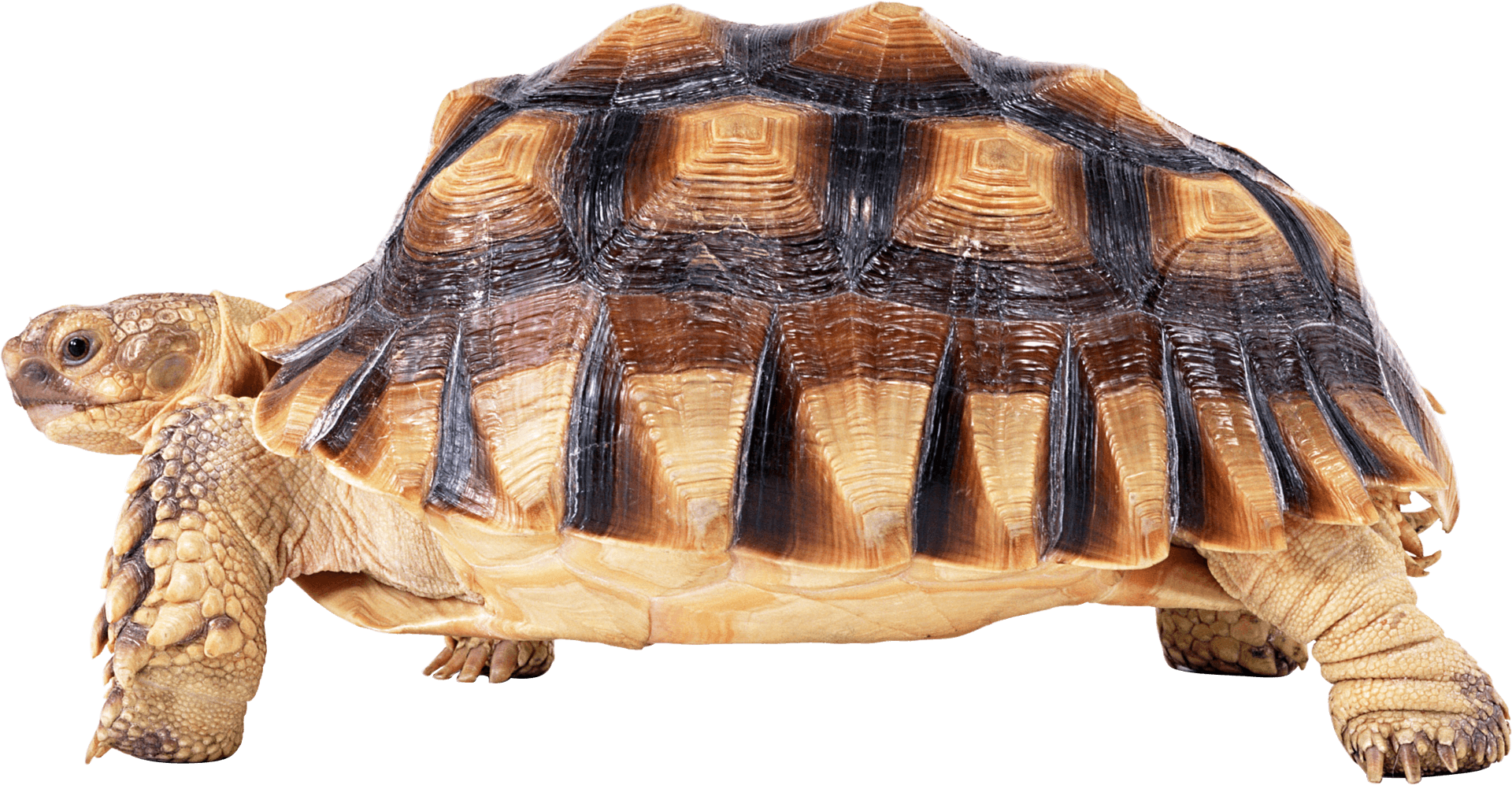 African Spurred Tortoise Side View PNG image