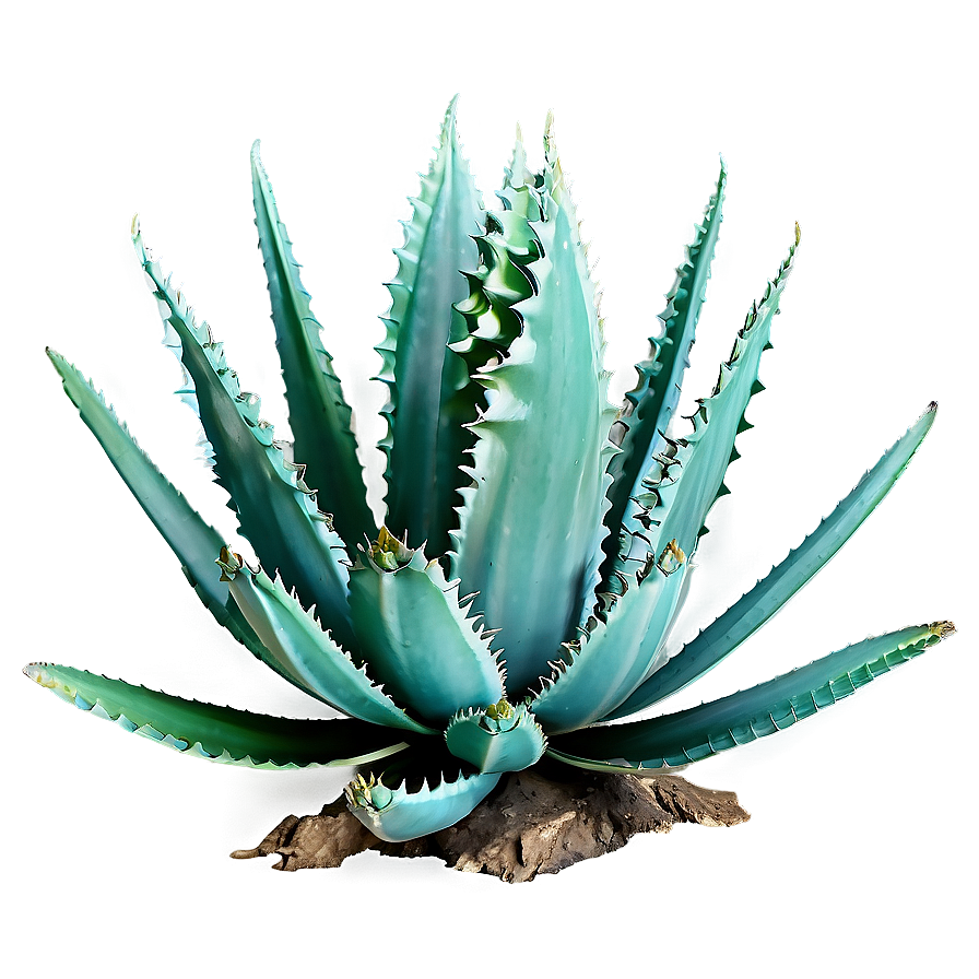 Agave Landscape Png 06282024 PNG image