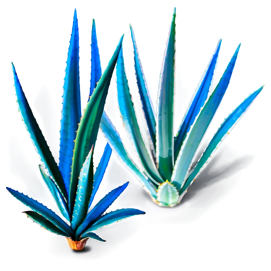 Agave Leaves Png Prh PNG image