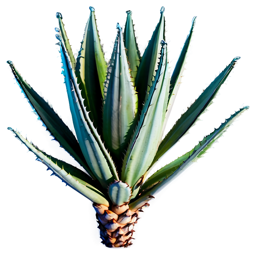 Agave Plant B PNG image