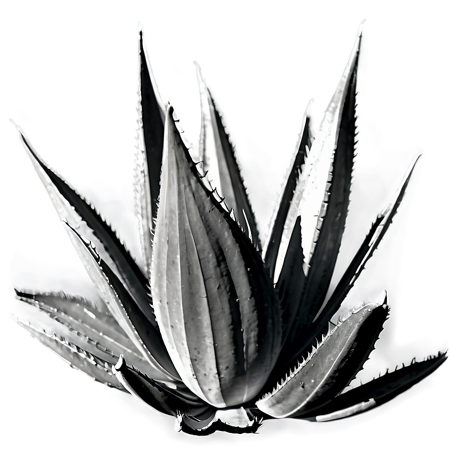 Agave Plant Black And White Png 06282024 PNG image