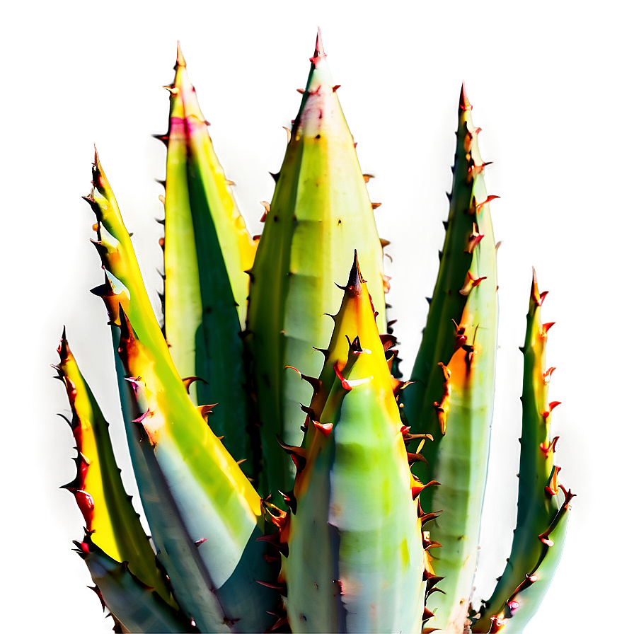 Agave Plant Close-up Png Upd PNG image