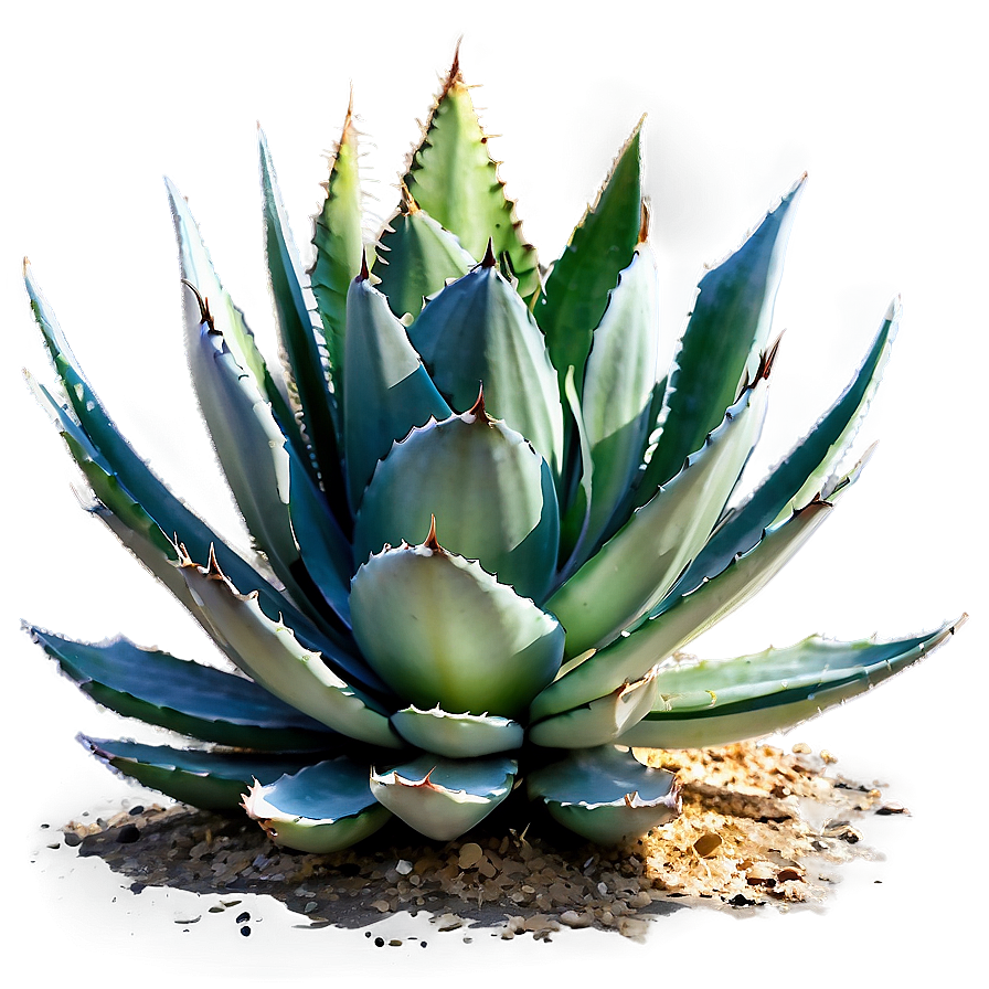 Agave Plant In Landscape Png Yfb PNG image