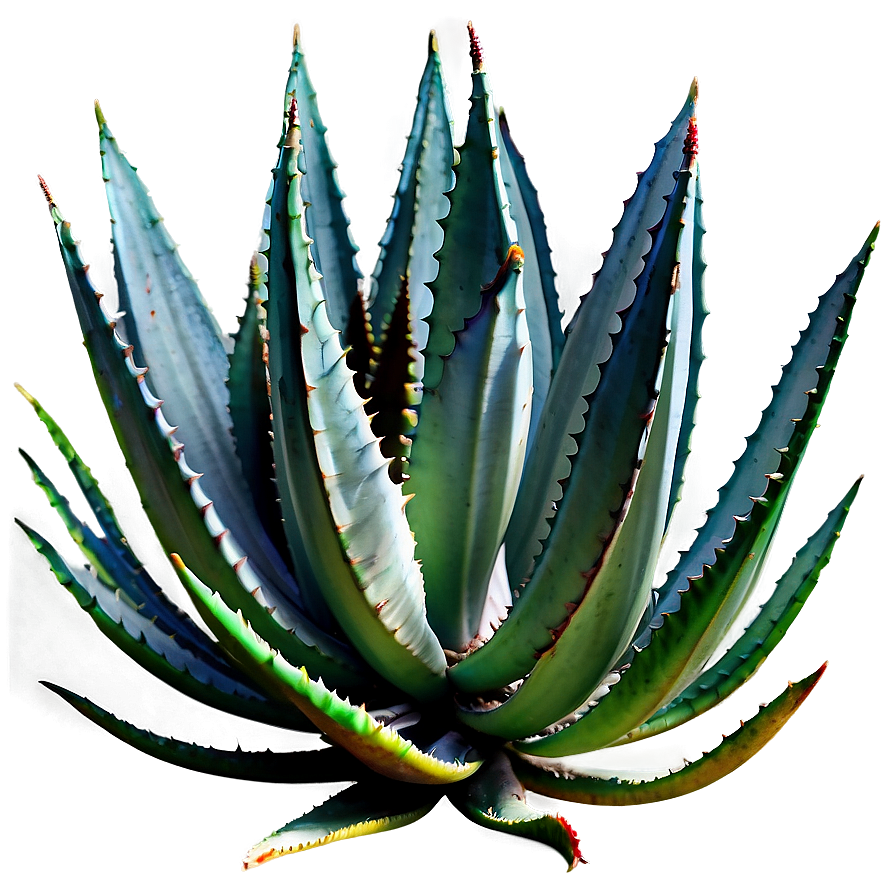 Agave Plant In Nature Png Mls PNG image