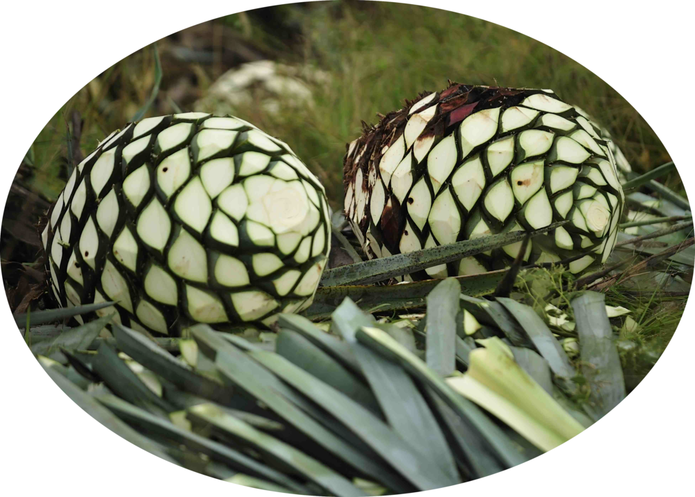 Agave Plant Seed Pods PNG image