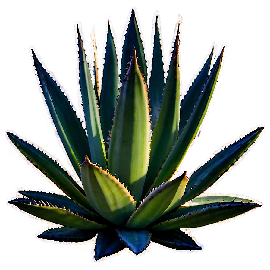 Agave Plant Sunset Png Gfu PNG image