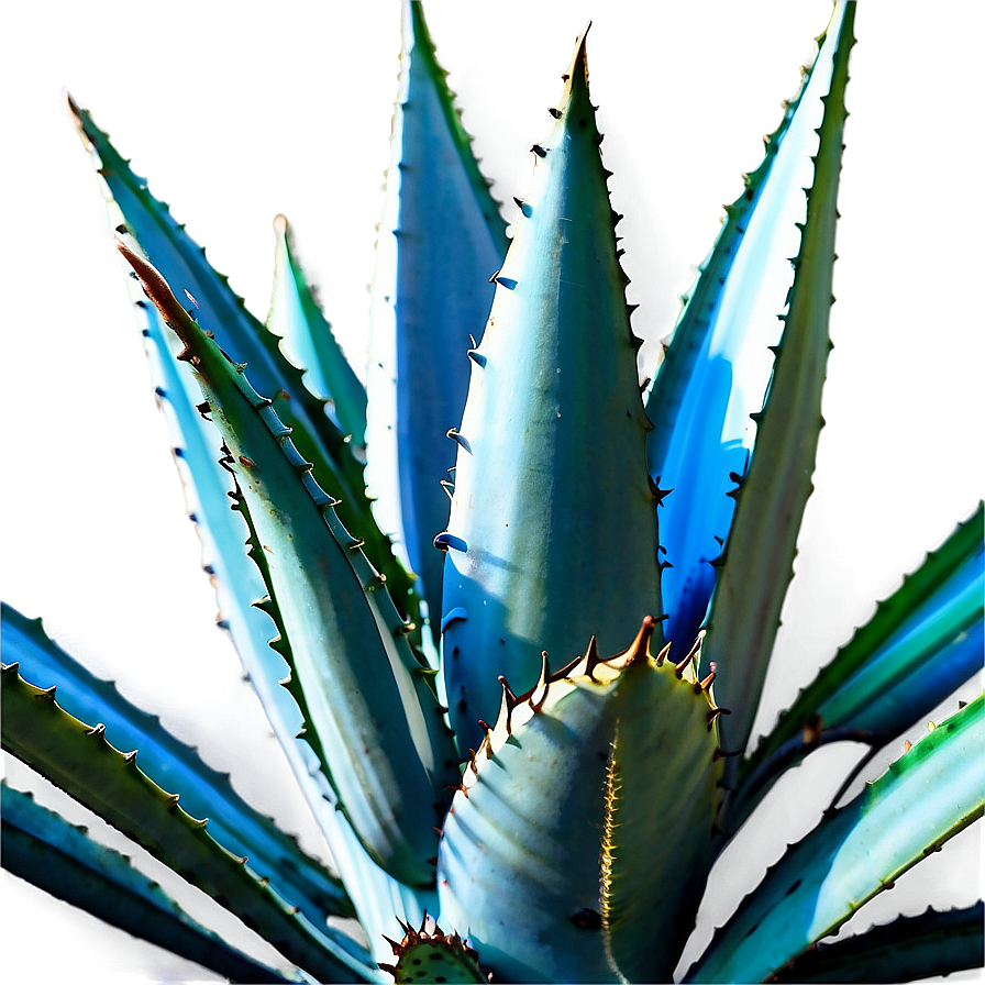 Agave Plantation View Png 14 PNG image