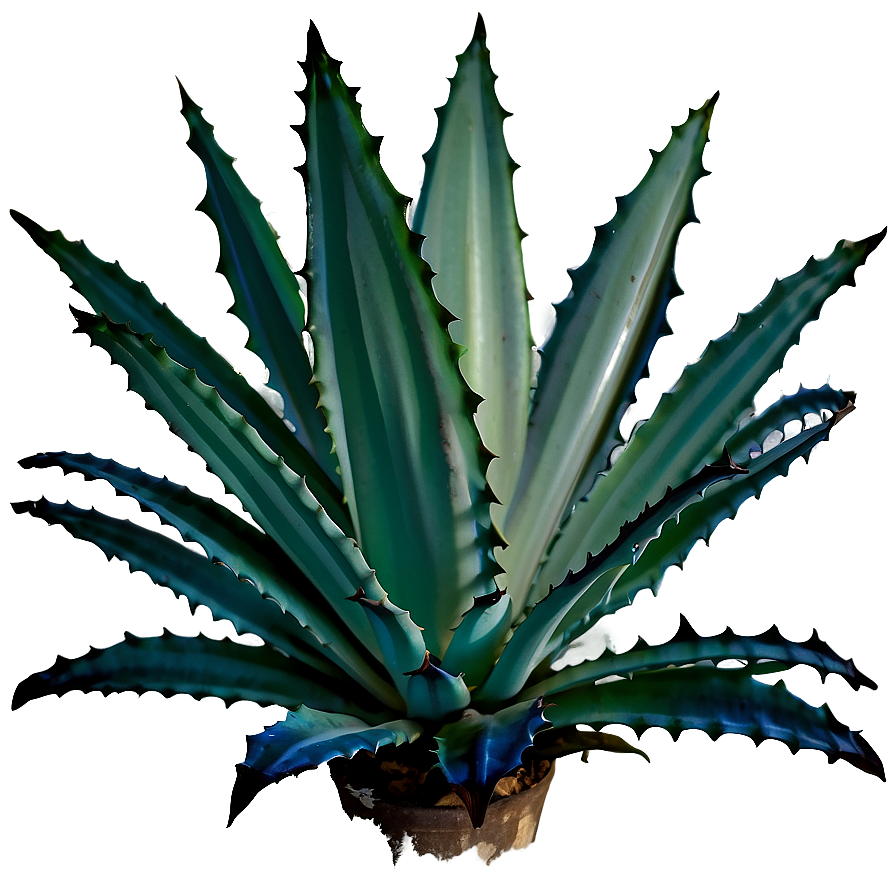 Agave Silhouette Png Sap PNG image