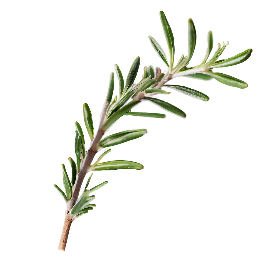 Aged Rosemary Twig Png 29 PNG image