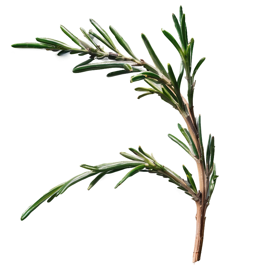 Aged Rosemary Twig Png 36 PNG image