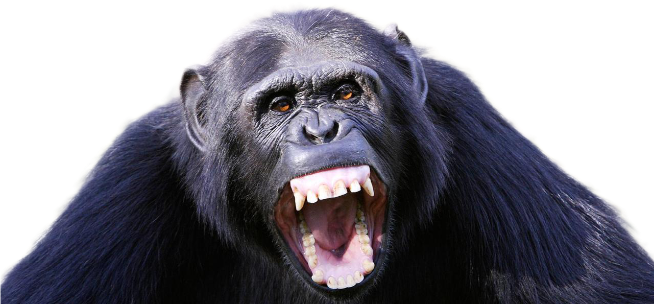 Aggressive Chimpanzee Display PNG image