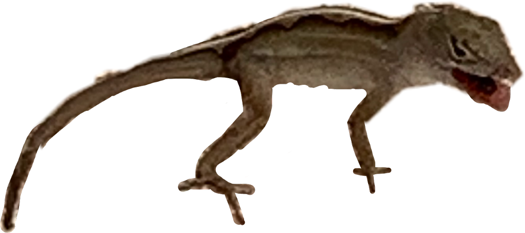 Aggressive Gecko Isolated PNG image