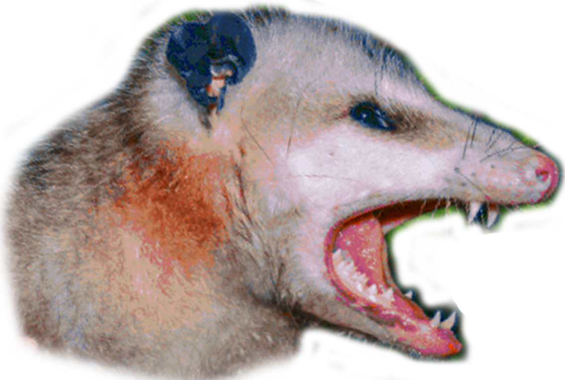 Aggressive Possum Open Mouth PNG image