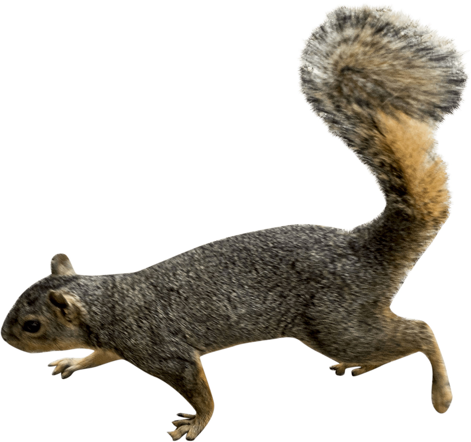 Agile Squirrelin Motion PNG image