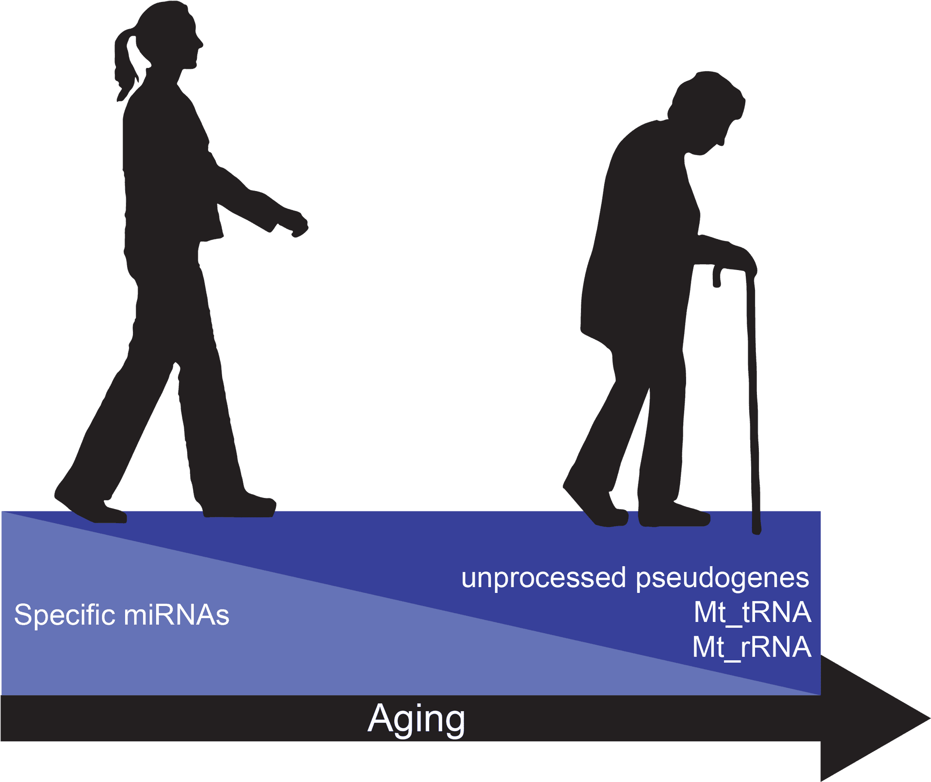 Aging Process Silhouette Graphic PNG image