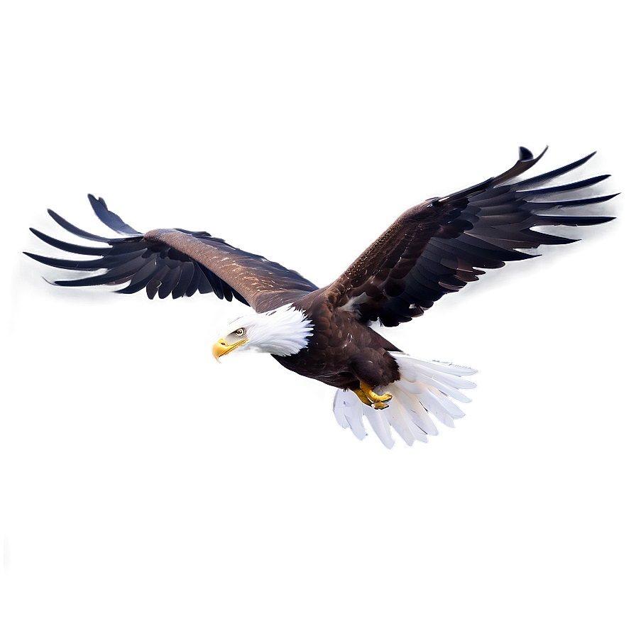 Aguila Sketch Png Ktd98 PNG image