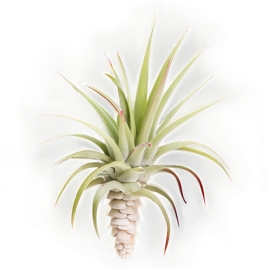 Air Plant Clipart Png Dor PNG image