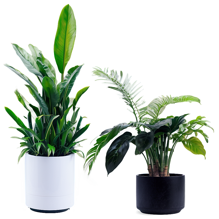 Air Purifying Indoor Plants Png Cpm6 PNG image