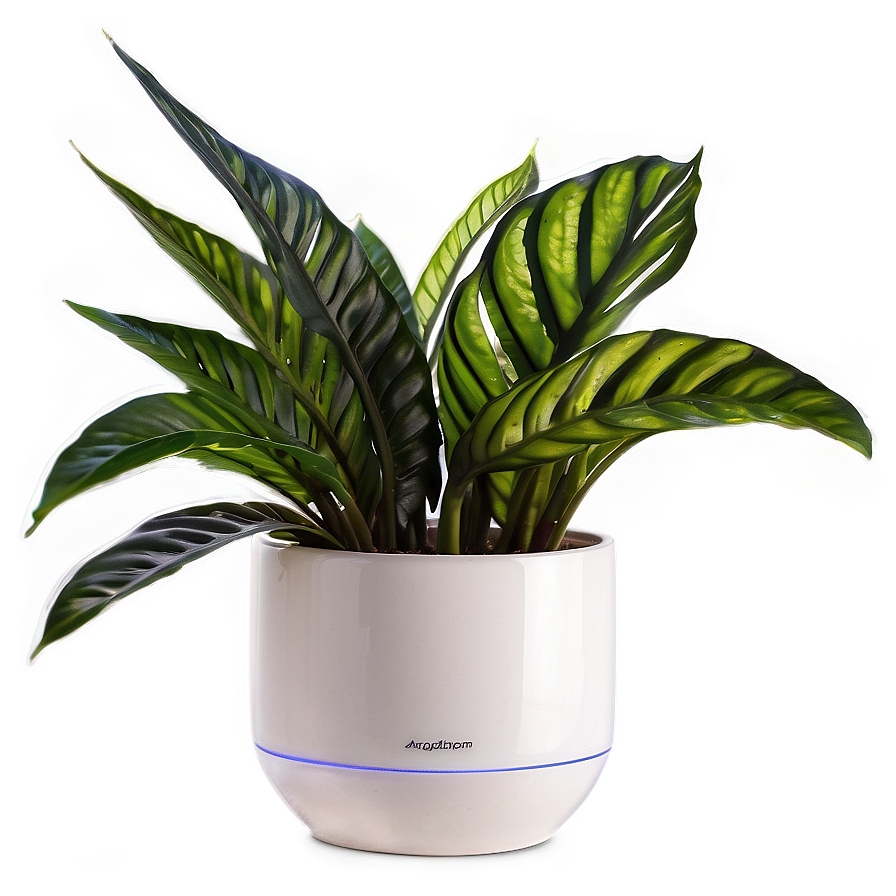 Air Purifying Indoor Plants Png Pfn PNG image