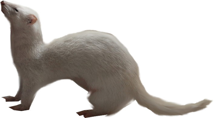 Albino Ferret Side View PNG image